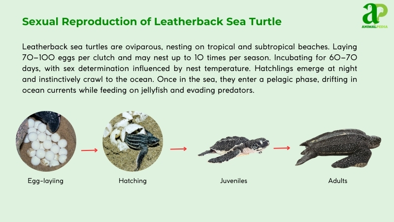 Sexual Reproduction of Leatherback Sea Turtles