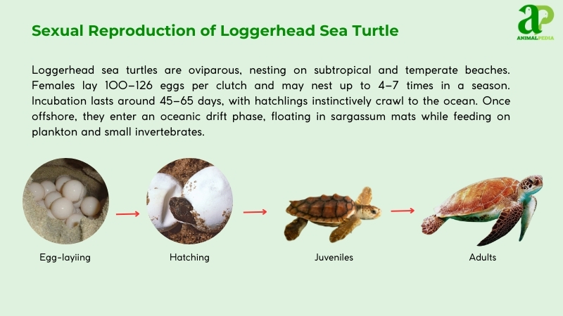 Sexual Reproduction of Loggerhead Sea Turtle