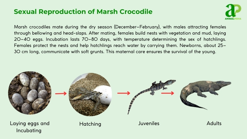 Sexual Reproduction of Marsh Crocodile