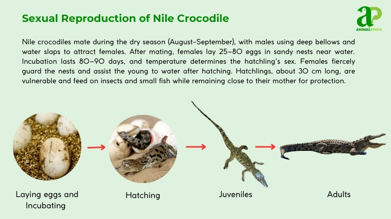 Sexual Reproduction of Nile Crocodiles
