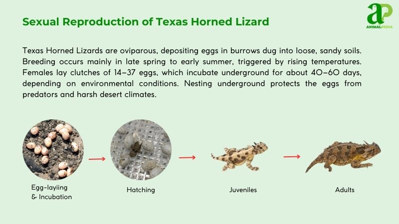 Sexual Reproduction of Texas Horned Lizards