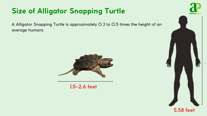 Size of Alligator Snapping Turtles compared with humans