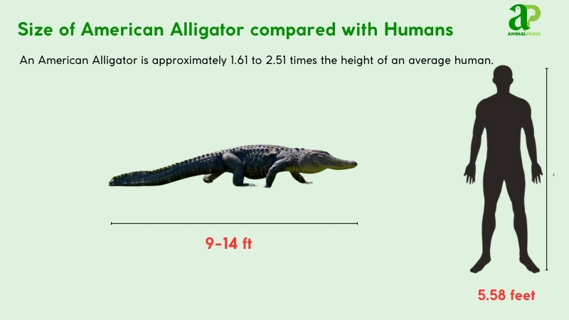 Size of American Alligators compared with humans