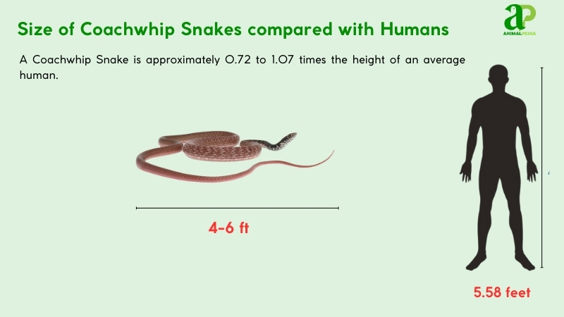 Size of Coachwhip Snakes compared with humans
