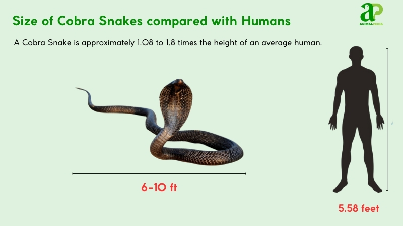 Size of Cobra Snakes compared with humans