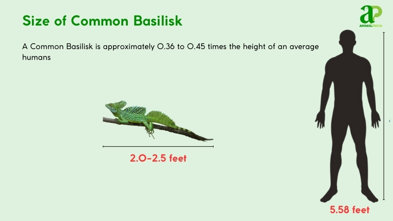 Size of Common Basilisk compared with humans