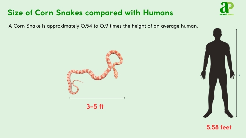 Size of Corn Snakes compared with humans
