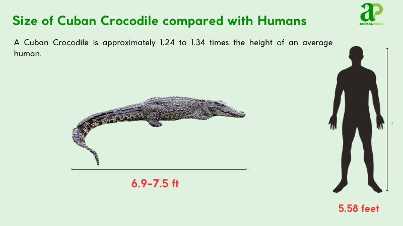 Size of Cuban Crocodiles compared with humans
