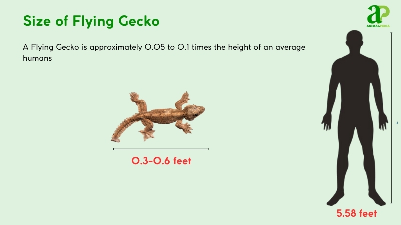 Size of Flying Geckos compared with humans