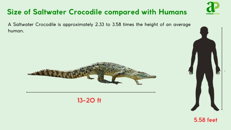 Size of Geckos compared with humans