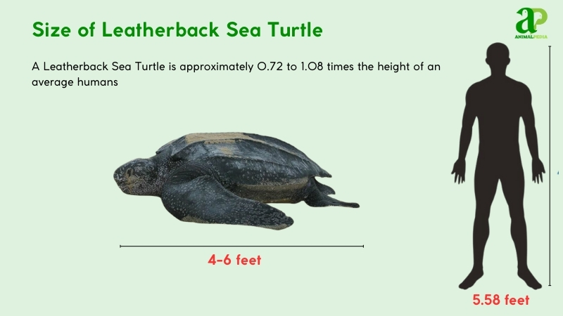 Size of Leatherback Sea Turtles compared with humans