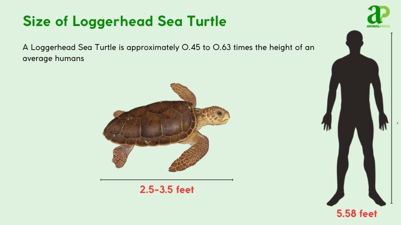 Size of Loggerhead Sea Turtle compared with humans
