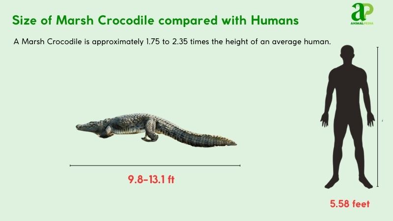 Size of Marsh Crocodile compared with humans