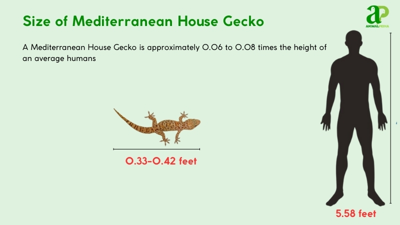 Size of Mediterranean House Geckos compared with humans