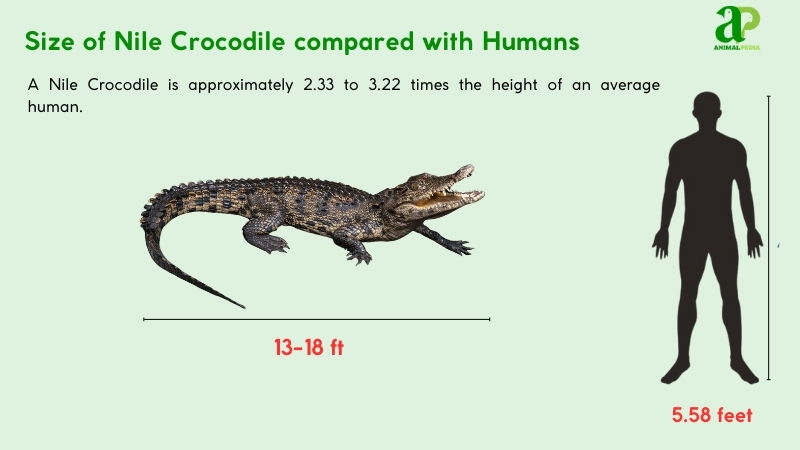 Size of Nile Crocodiles compared with humans
