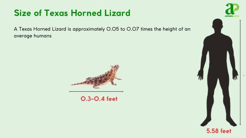 Size of Texas Horned Lizards compared with humans