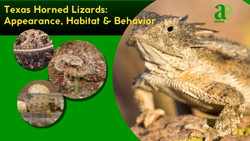 Texas Horned Lizards species guide