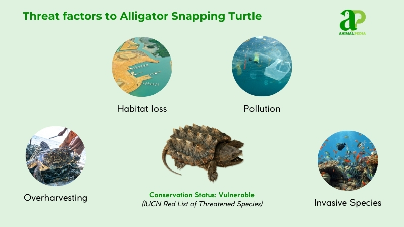 Threat factors to Alligator Snapping Turtles