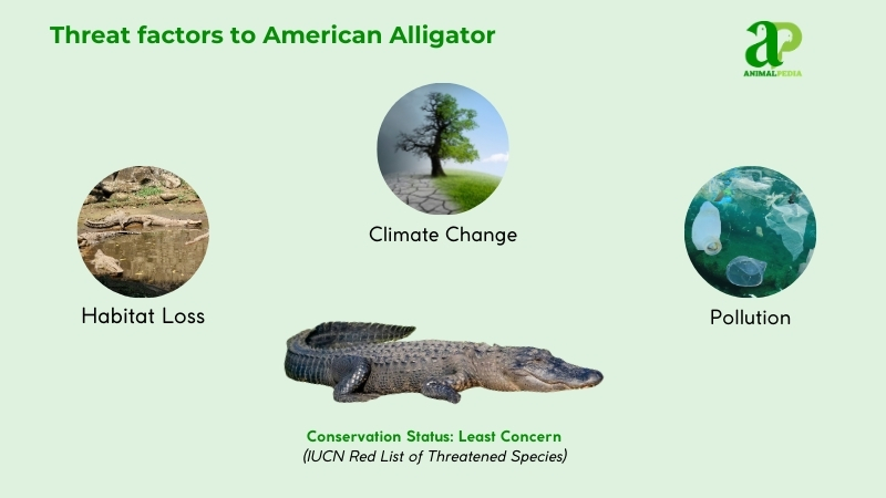 Threat factors to American Alligators
