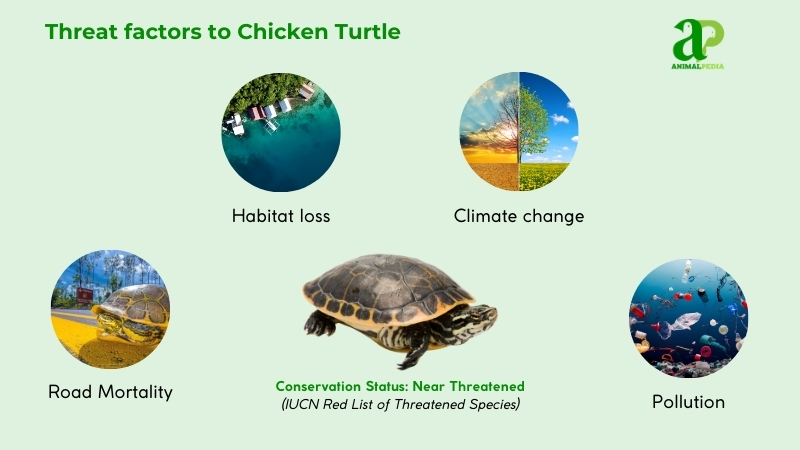 Threat factors to Chicken Turtle