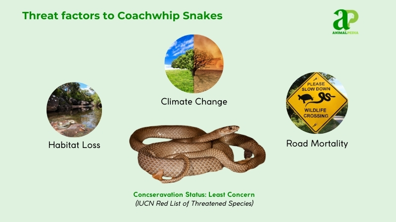 Threat factors to Coachwhip Snakes