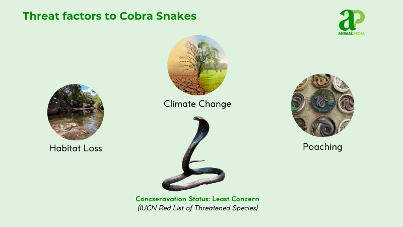 Threat factors to Cobra Snakes
