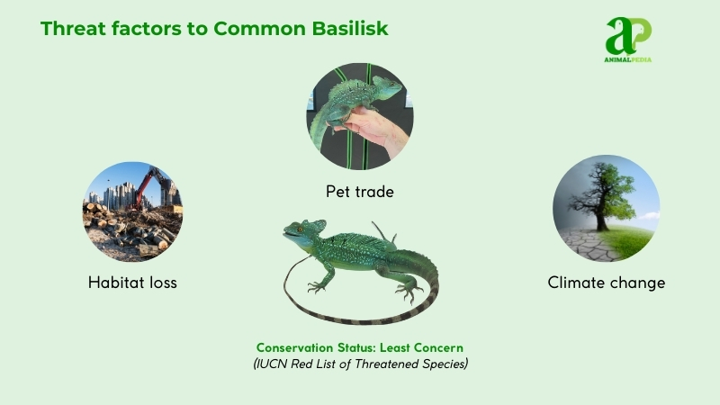 Threat factors to Common Basilisk