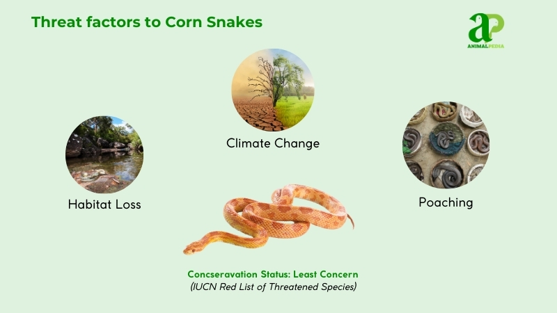 Threat factors to Corn Snakes