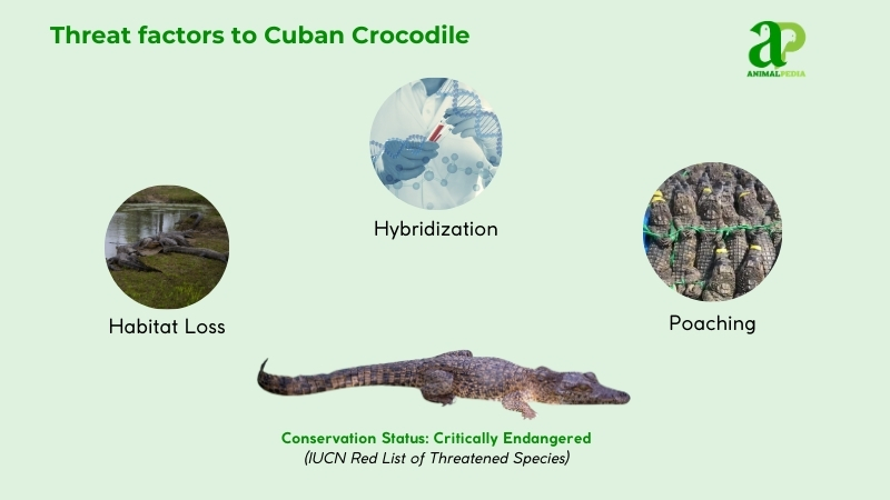 Threat factors to Cuban Crocodiles