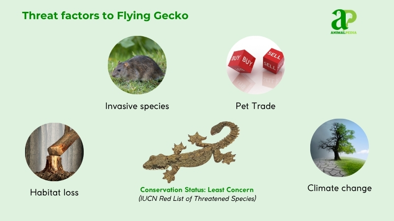 Threat factors to Flying Geckos
