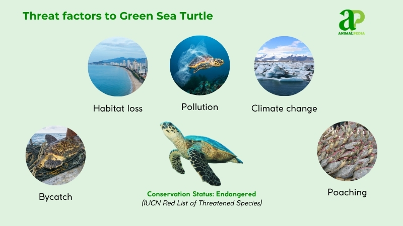 Threat factors to Green Sea Turtles
