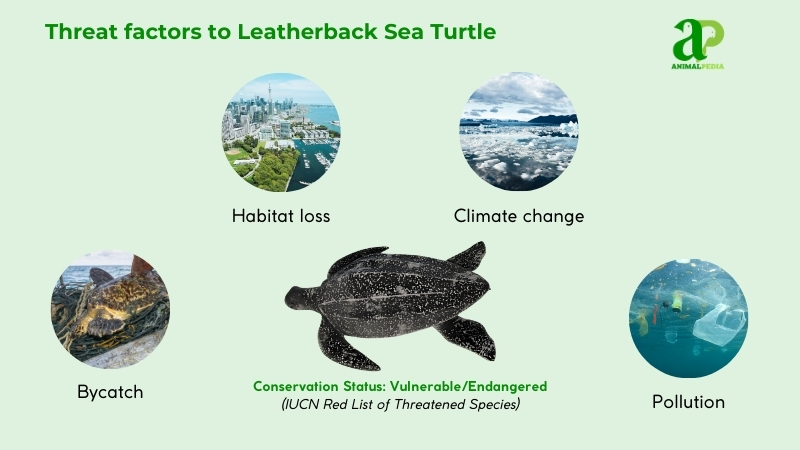 Threat factors to Leatherback Sea Turtles