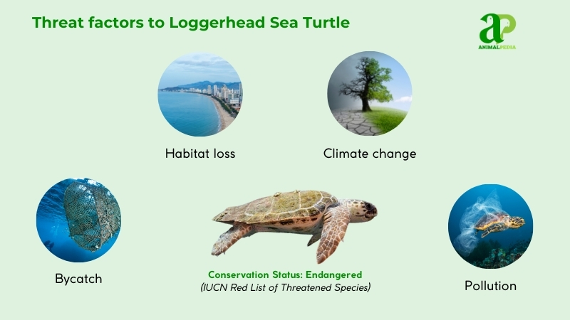 Threat factors to Loggerhead Sea Turtle