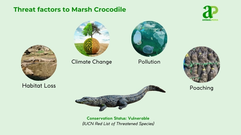 Threat factors to Marsh Crocodile