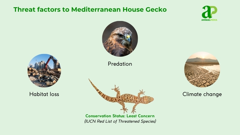 Threat factors to Mediterranean House Geckos