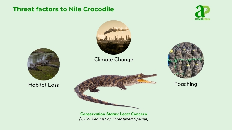 Threat factors to Nile Crocodiles