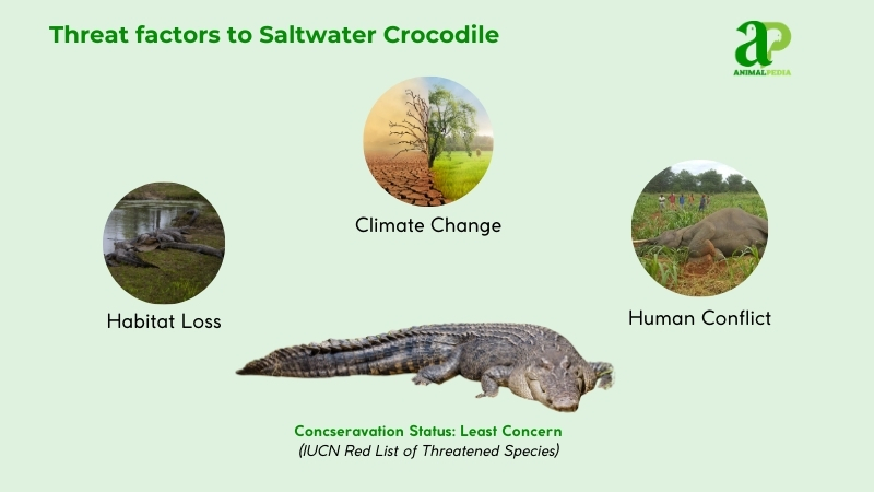 Threat factors to Saltwater Crocodile