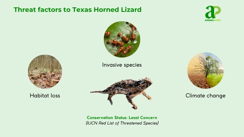 Threat factors to Texas Horned Lizards