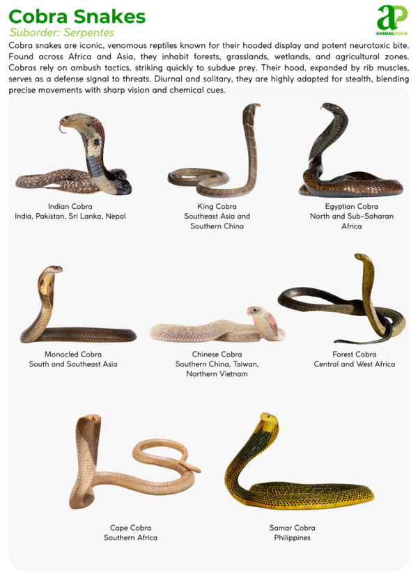 Various species of Cobra Snakes