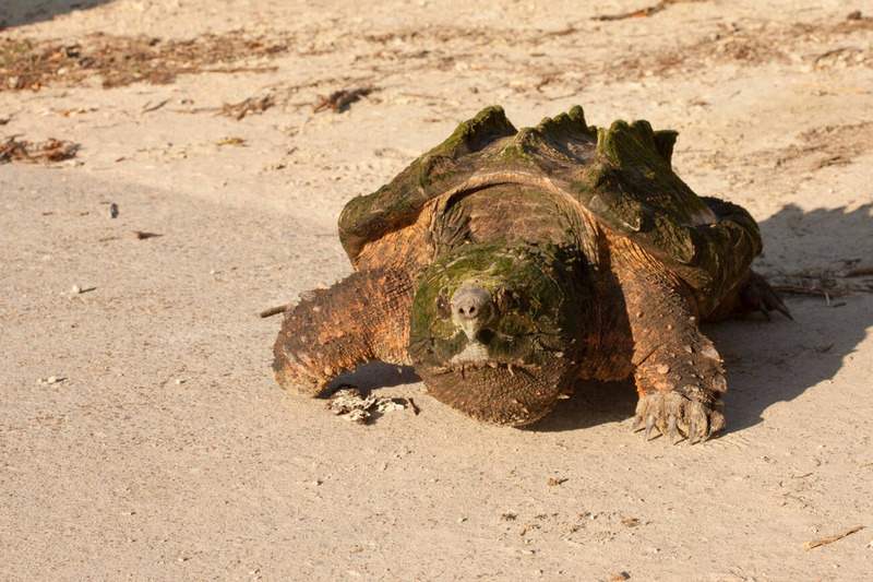 alligator snapping turtle sunbathing and sandy shore