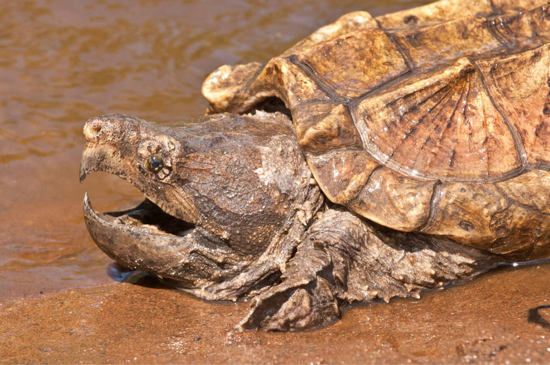 alligator snapping turtle hunting prey and worm-like tongue