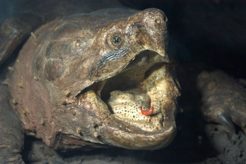 alligator snapping turtle worm-like tongue and rugged carapace