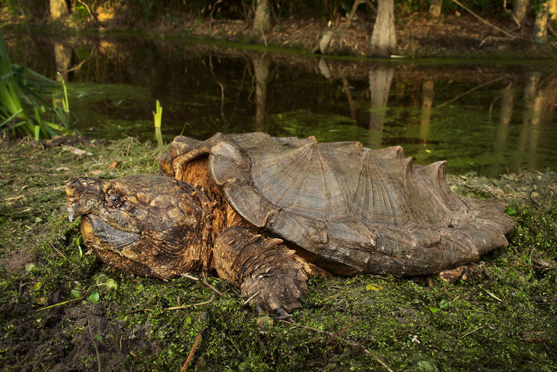 alligator snapping turtle solitary behavior and freshwater swamp