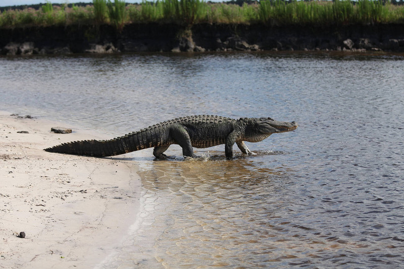 american alligator belly crawl and adaptability on land near water's edge