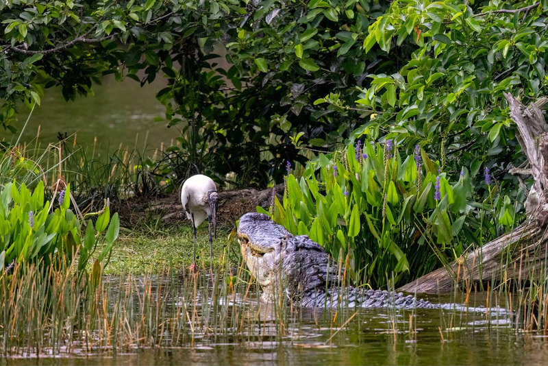 american alligator hunting and stealthy ambush in freshwater habitat