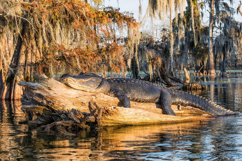 american alligator nocturnal behavior and basking near water's edge under moonlit sky