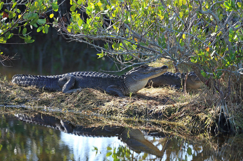 american alligators solitary behavior and territorial resting in freshwater habitat