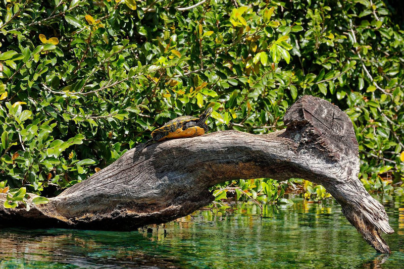 chicken turtle solitary living and independent behavior