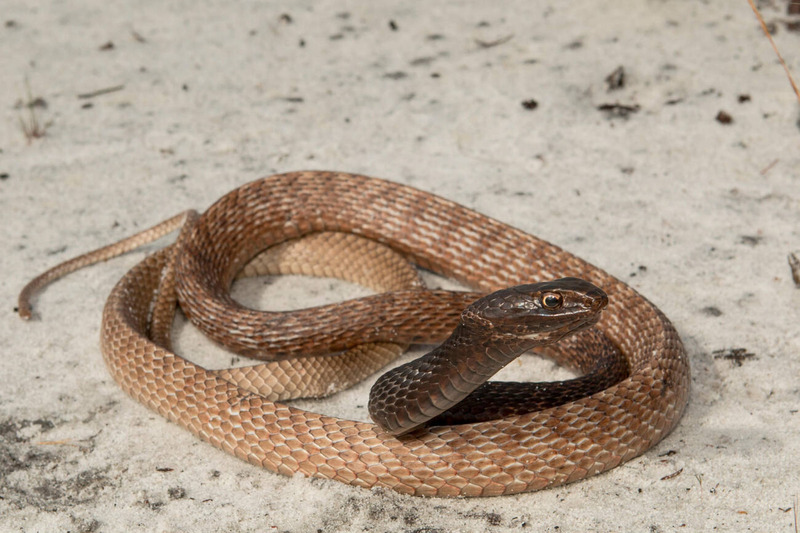 coachwhip snake physical traits and whip-like tail in desert environment