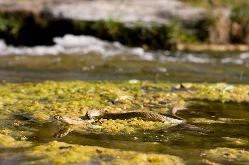 coachwhip snake daily activity and basking behavior in riparian habitat